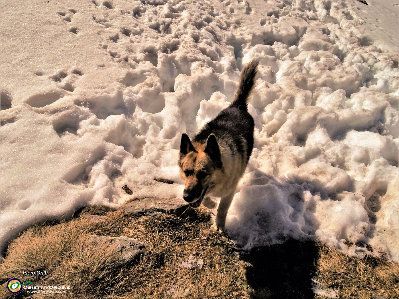 66 E che bei profondi affondi nella neve.JPG -                                